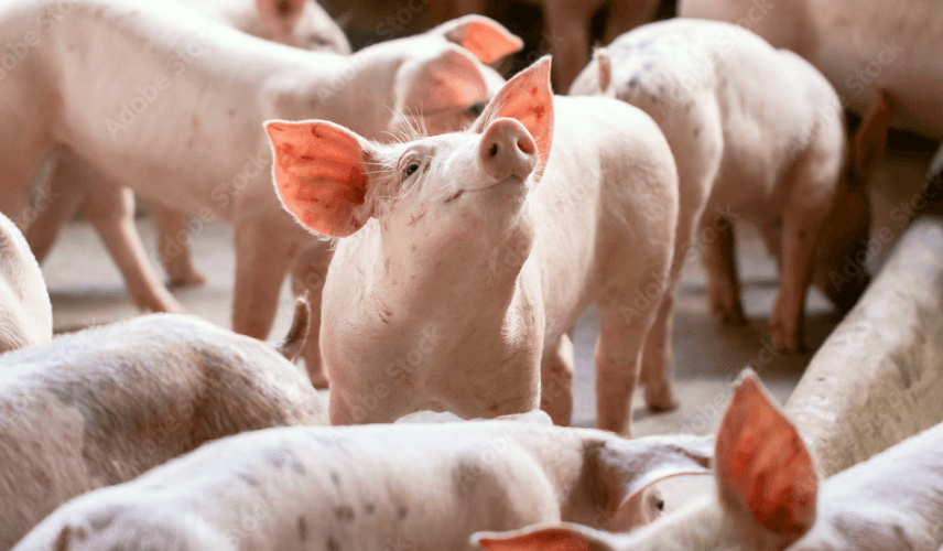 A market hog looking up at the roof of a pig barn.