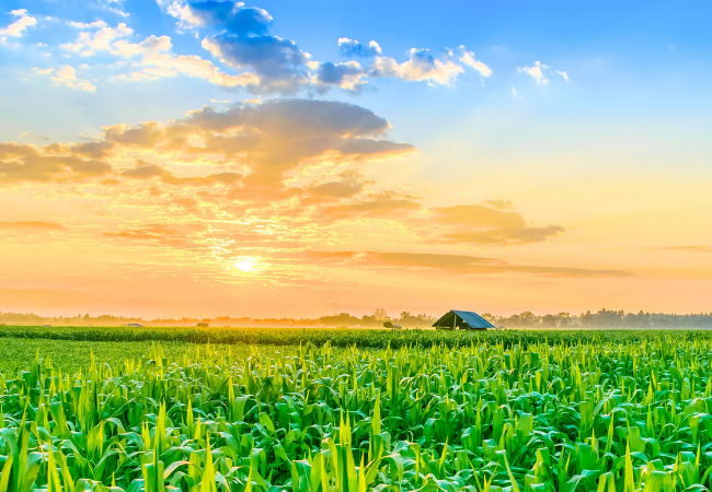 Corn with shed and sun coming up