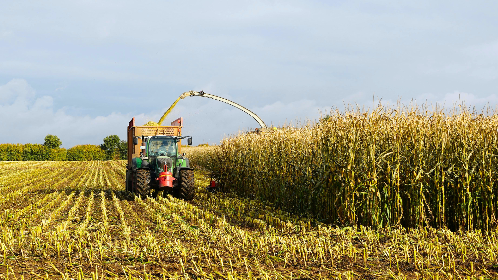 Harvesting corn with a tractor.