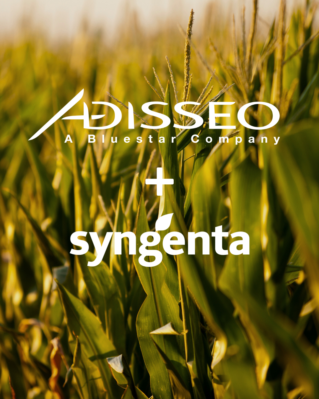 Vertical picture of corn with logos over them.